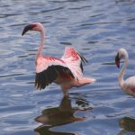 In Africa, Kenya, at Lake Bogoria you can find lots of flamingos, because of the salty lake