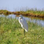 In Kenya, Africa, at lake Nakuru, it's a real paradise for birds of all kind, herons, ducks, geese etc