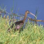 In Kenya, Africa, at lake Nakuru, it's a real paradise for birds of all kind, herons, ducks, geese etc