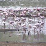 In Africa, Kenya, at Lake Bogoria you can find lots of flamingos, because of the salty lake