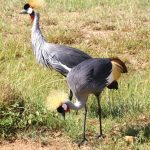The crowned cranes are mostly to be seen as a couple, in the parks of Kenya, Africa