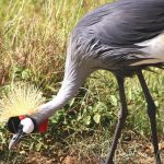The crowned cranes are mostly to be seen as a couple, in the parks of Kenya, Africa