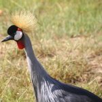 The crowned cranes are mostly to be seen as a couple, in the parks of Kenya, Africa