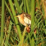 At Naivasha Lake in Kenya there are many different birds hidden in the grass at the banks