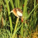 At Naivasha Lake in Kenya there are many different birds hidden in the grass at the banks