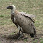 Vulture (Tsavo West, Kenya)
