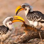 http://www.gritsphoto.com/kenya/birds-of-kenya/