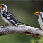 https://thewildernessalternative.com/2013/12/27/birds-of-kenya/