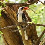 In the national parks of Kenya you can see different kinds of hornbills