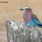 http://www.ontdekkenya.com/E/bird-photography/africa-easy-bird-watching.html