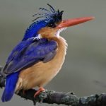 http://www.zastavki.com/eng/Animals/Birds/wallpaper-53413.htm