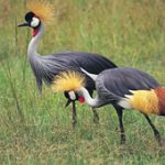 http://herontoursandsafaris.com/bird_watching_safaris.html