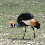 http://www.ventbird.com/birding-tour/kenya-birds-wildlife