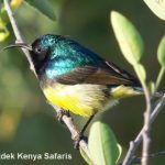 http://www.ontdekkenya.com/E/bird-photography/online-bird-identification.html