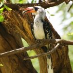 In the national parks of Kenya you can see different kinds of hornbills