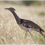 https://thewildernessalternative.com/2013/12/27/birds-of-kenya/kenya-birds-3/