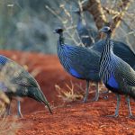 http://antpitta.com/images/photos/non-neotropics/kenya/aug-sep-2012-birds/gallery_kenya_2012_birds1.html