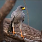 https://thewildernessalternative.com/2013/12/27/birds-of-kenya/kenya-birds-2/