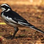 http://aviansafaris.com/birding-kenya/kenya-bird-watching-tours/westerly-birdwatching-16-days