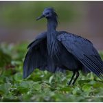 https://thewildernessalternative.com/2013/12/27/birds-of-kenya/kenya-birds-27/