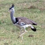 http://www.kenyaview.earthworldview.com/kv/kenyaView_Kenya_Birds_Kori_Bustard.html