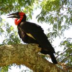 One of the hornbill kinds in Kenya