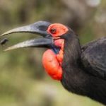 https://www.pinterest.com/nadpittours/birds-kenya/