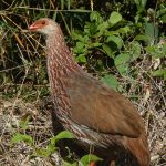 https://topbirdingtours.com/jacksons-francolin-one-of-many-mount-kenya-birds/