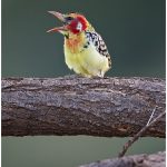 https://thewildernessalternative.com/2013/12/27/birds-of-kenya/kenya-birds-11/