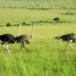 Masai Mara Forest Reserve a heaven for animal lovers. Situated in the east African region hosts to some wonderful creatures. These are a group of wild Ostrich