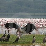 https://www.dreamstime.com/royalty-free-stock-photography-kenya-birds-image13536847