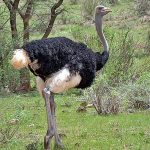 http://www.birdquest-tours.com/Kenya-birding-wildlife-tours-ultimate/2017