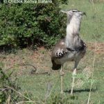 http://www.ontdekkenya.com/E/bird-photography/how-to-identify-birds-by-habitat.html