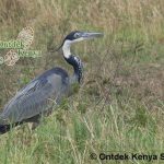 http://www.ontdekkenya.com/E/bird-photography/online-bird-identification.html