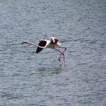 Flamingos starting to fly at Lake Bogoria in Kenya