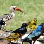 http://genetsafaris.com/bird-watching/