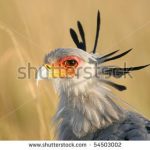 https://www.shutterstock.com/search/kenya+birds