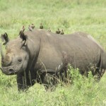 Two of the species of rhino are native to Africa