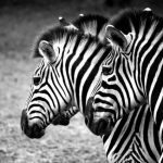 Zebra's stripes are vertical on the neck, head, forequarters, and main body and horizontal on the legs and at the rear