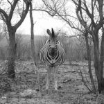 Grévy's zebra is the largest type of zebras