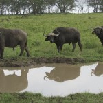 A qualified field guide in Kenya will be able to give information on wildlife behavior