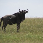 The African buffalo is also know as Cape buffalo