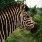Equus zebra hartmannae is the scientific name of Hartmann's Mountain zebra