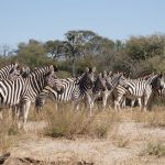 Zebras have four gaits: walk, trot, canter, and gallop
