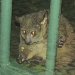 Bush babies are also known as nagapies