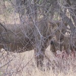 Lions typically inhabit savanna and grassland
