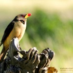 Out of a total of 1132 species of Kenya's avifauna six are introduced by humans