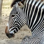 Plains zebras are much more plentiful than other species of zebras