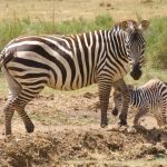 Selous' zebra is a type of plains zebra