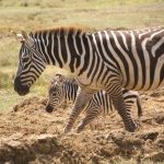 The etymology of the name "zebra" is uncertain